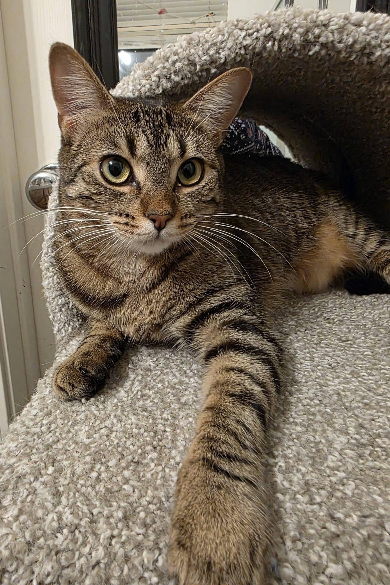 Saffron, a ADOPTABLE Domestic Short Hair in Brentwood, CA image 3/4