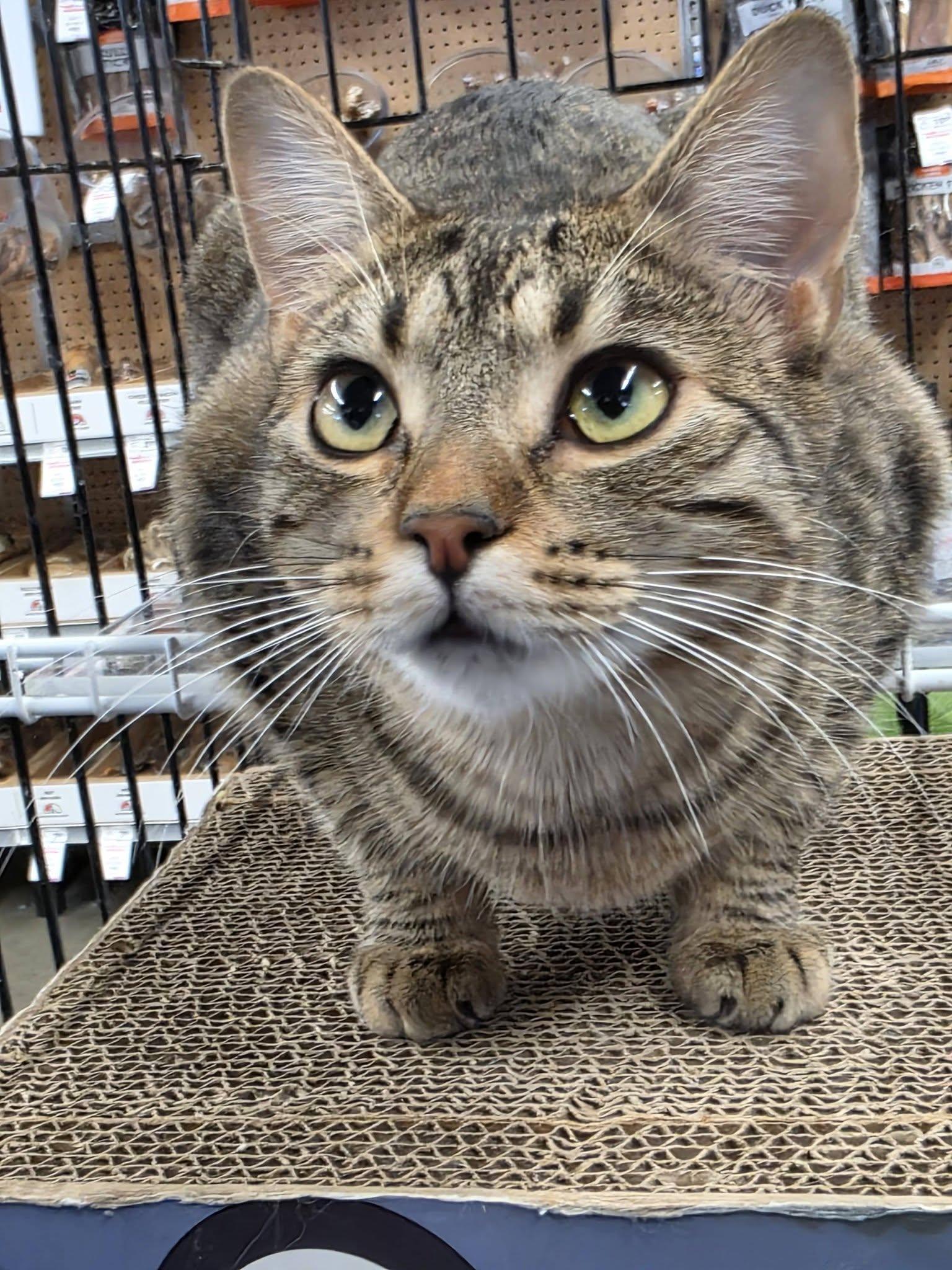 Saffron, a ADOPTABLE Domestic Short Hair in Brentwood, CA image 4/4