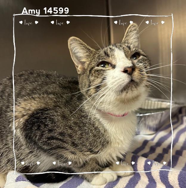 AMY, Adoptable, Adult Female Domestic Short Hair.