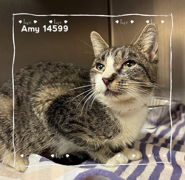 Enlarge AMY, a Adoptable Domestic Short Hair in Marietta, GA image 2/2