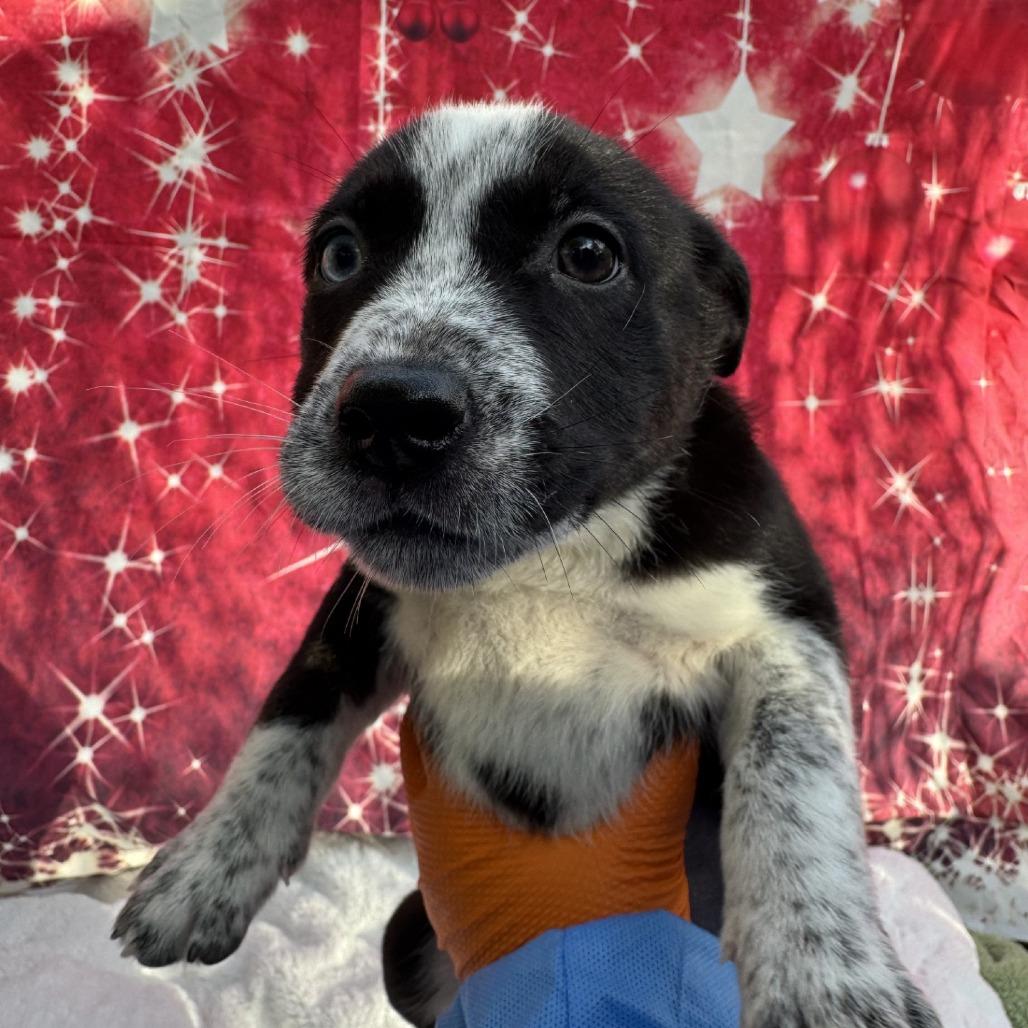 Eggnog, Adoptable, Puppy Female Pit Bull Terrier.