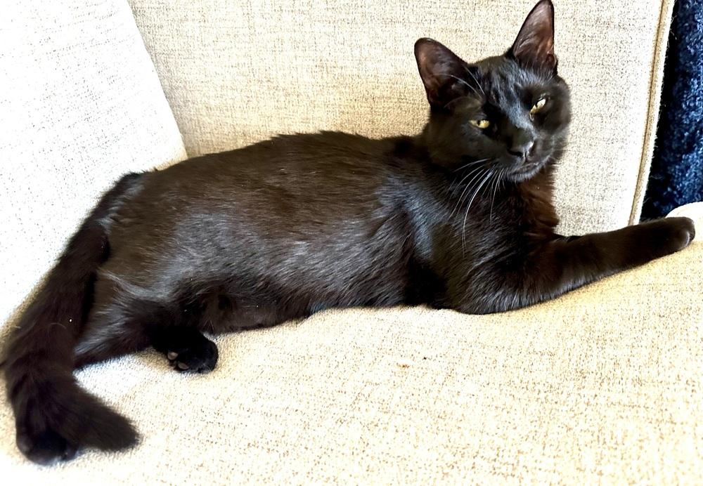 Emma, Adoptable, Young Female American Shorthair.