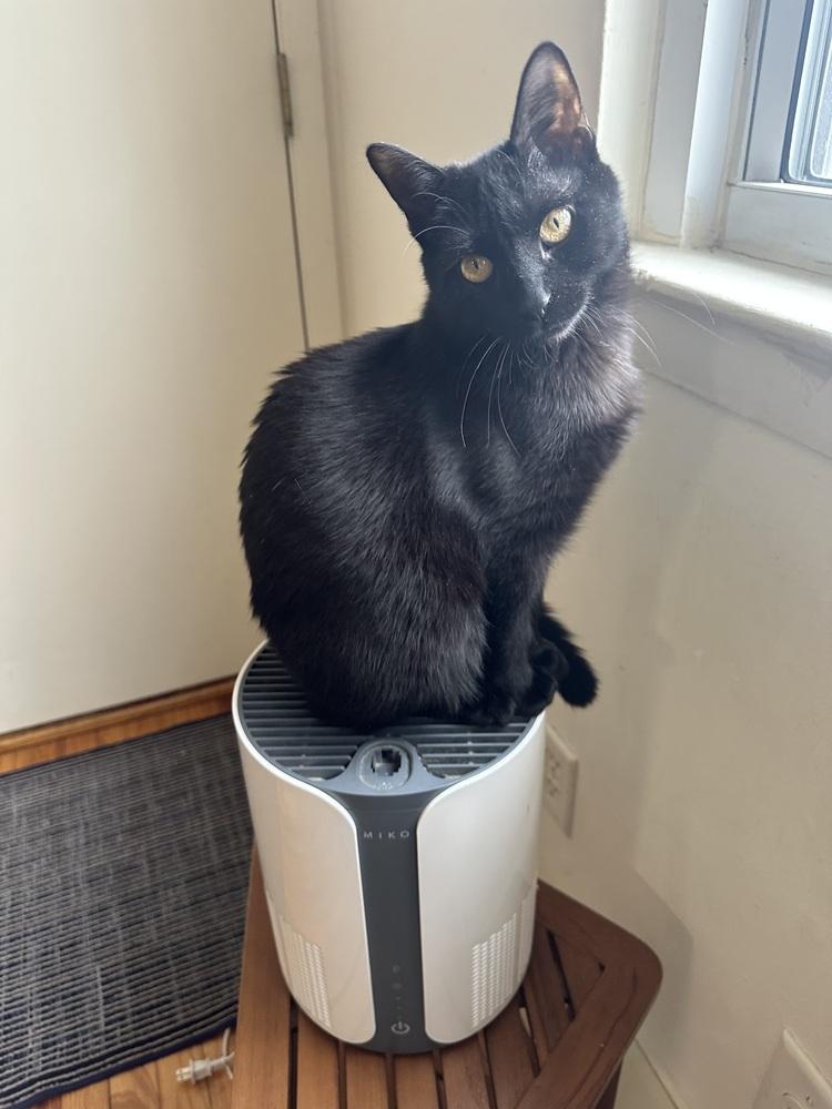 Enlarge Emma, a Adoptable American Shorthair in Westwood, NJ image 2/2