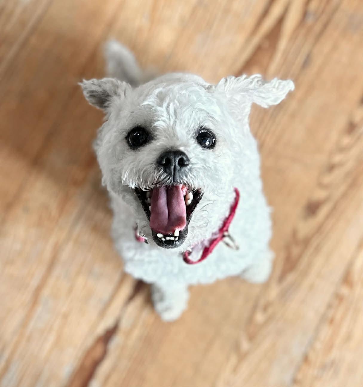 Sugar, Adoptable, Adult Female Miniature Poodle & Mixed Breed.