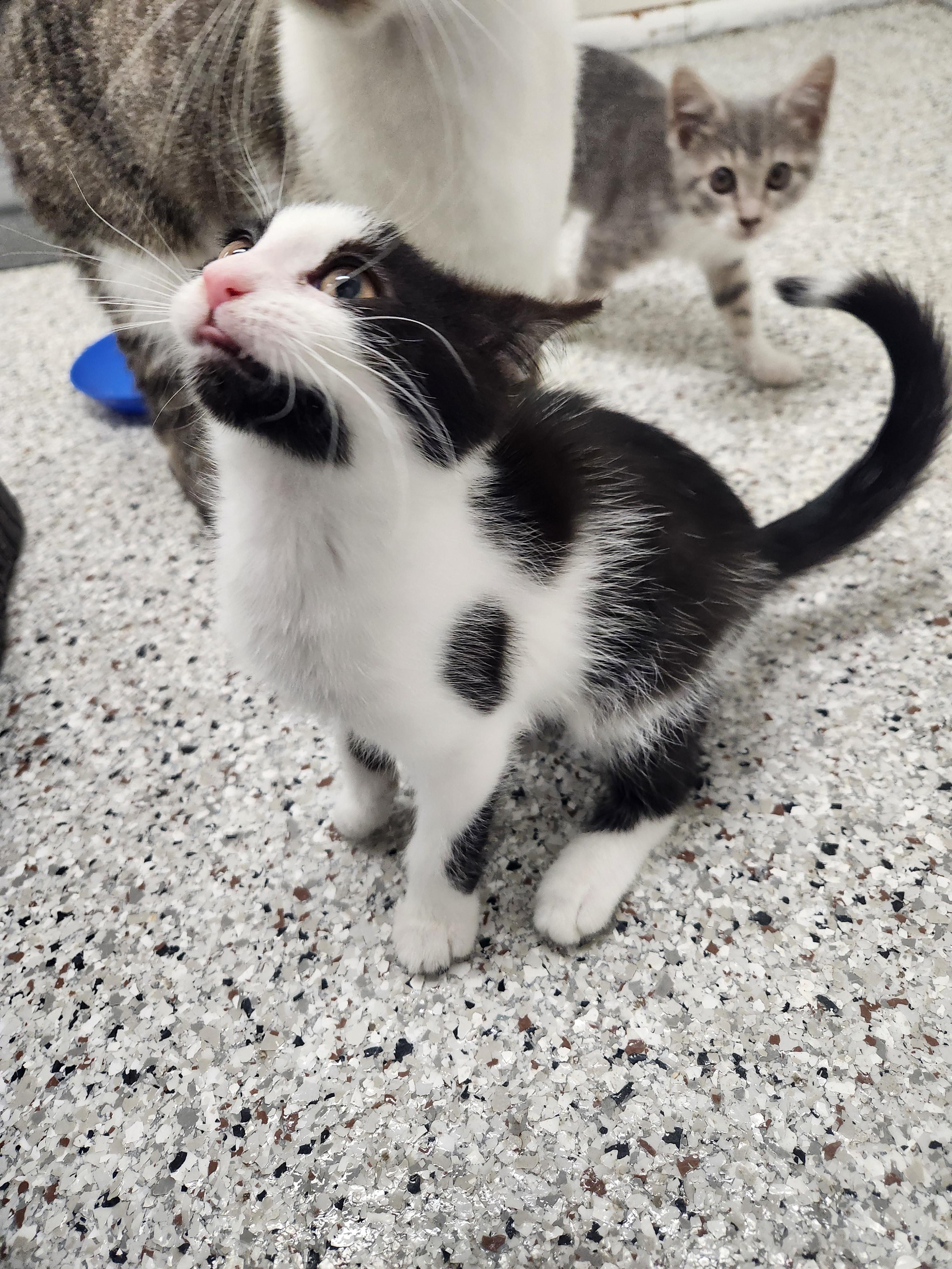 Lexington thumbnail 3