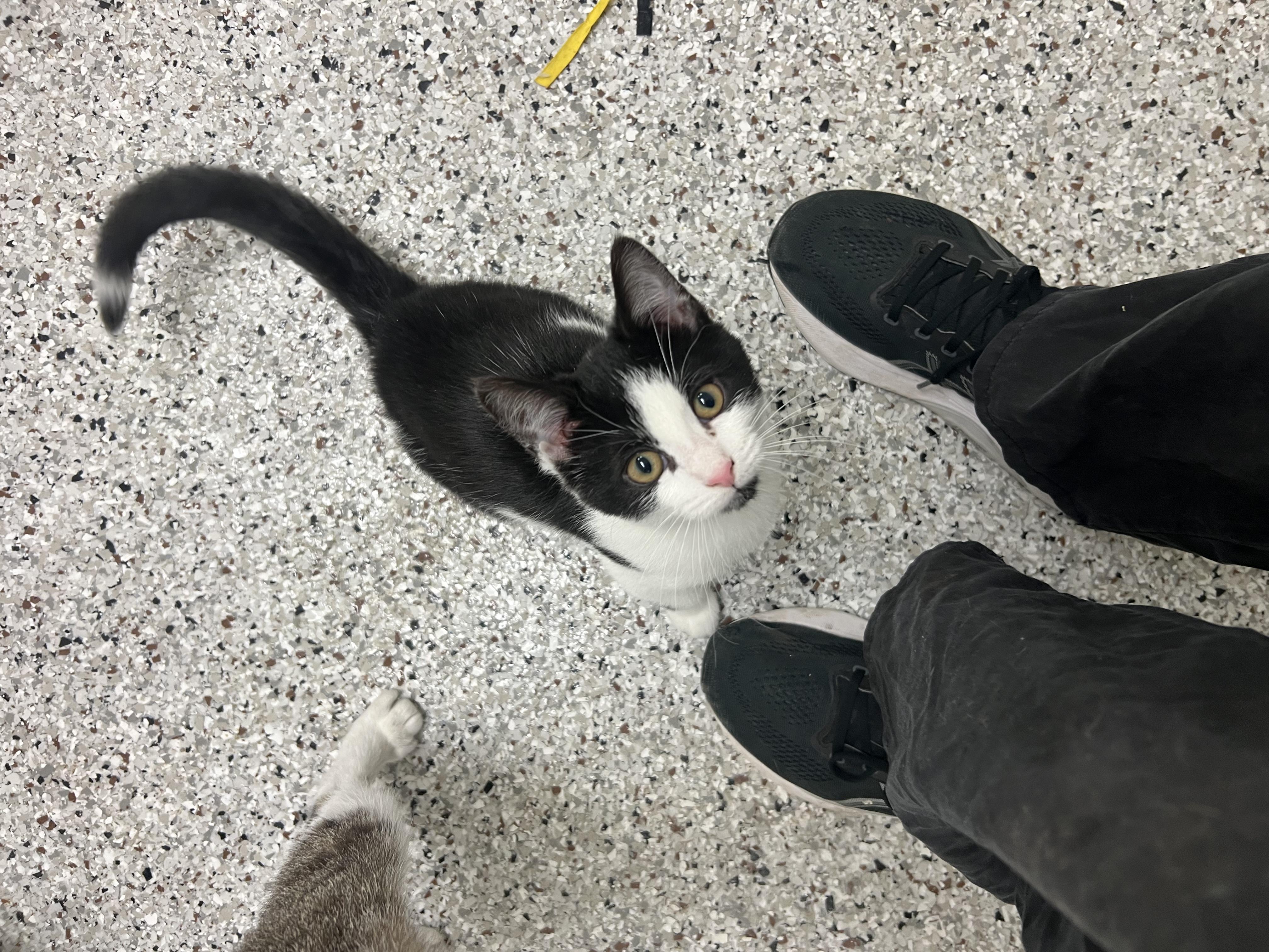 Lexington thumbnail 4