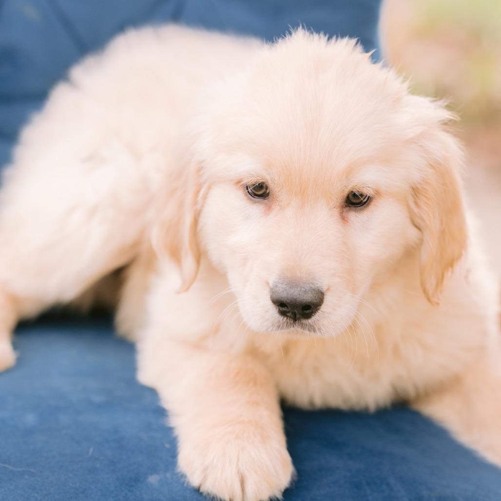 Richard, ADOPTABLE, Puppy Male Golden Retriever.
