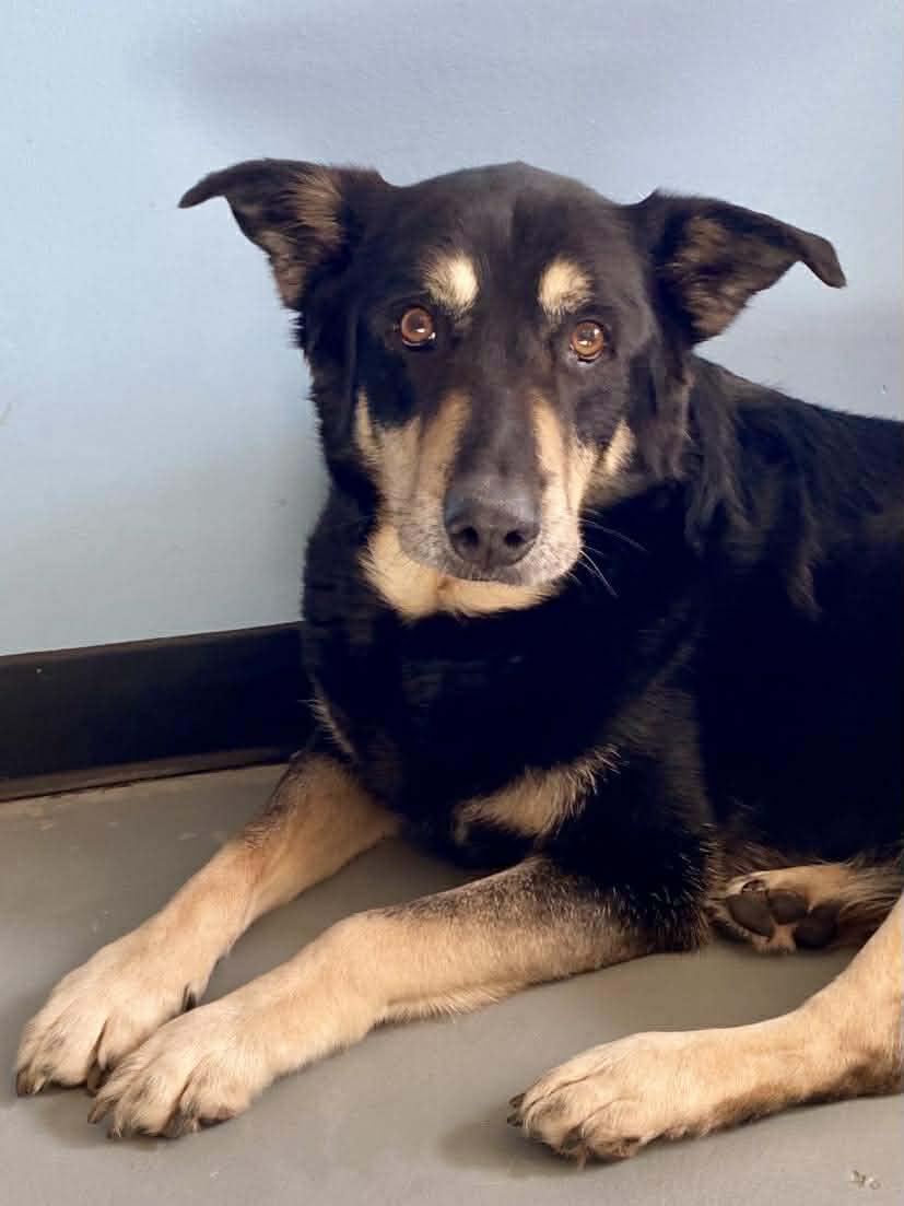 Murphy, ADOPTABLE, Senior Female German Shepherd Dog.