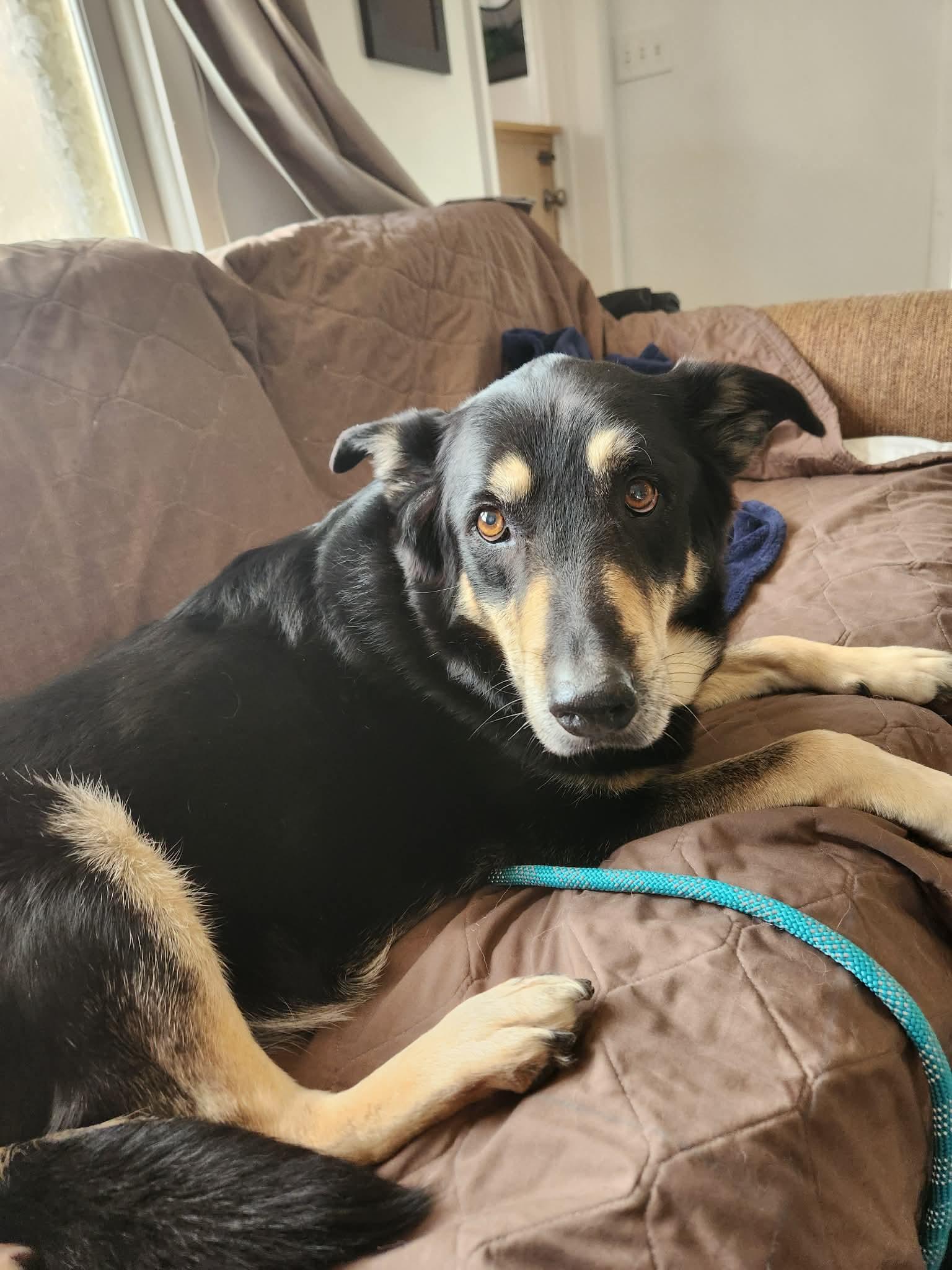 Murphy, a ADOPTABLE German Shepherd Dog in Independence, MO image 4/5