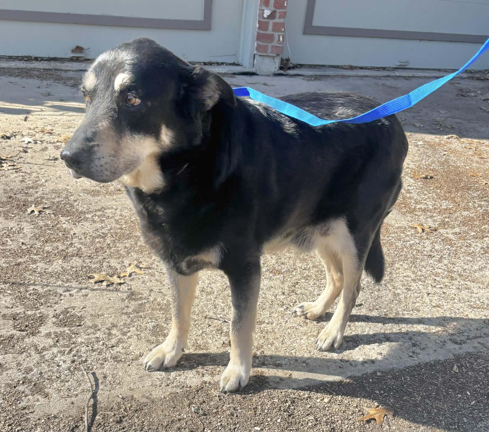 Murphy, a ADOPTABLE German Shepherd Dog in Independence, MO image 5/5