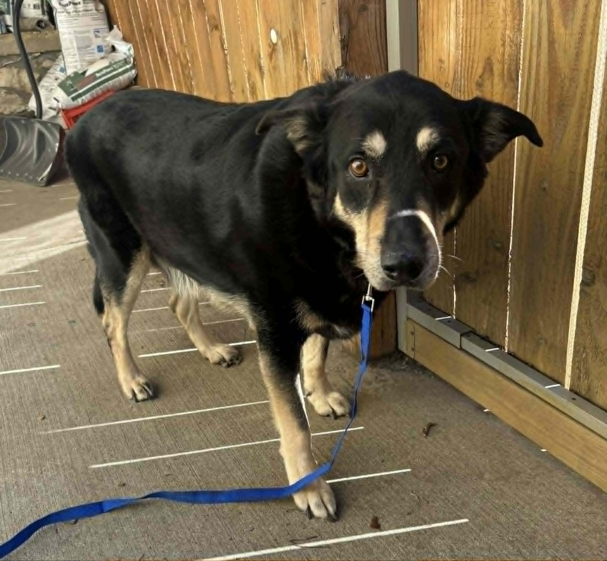 Murphy, a ADOPTABLE German Shepherd Dog in Independence, MO image 2/5