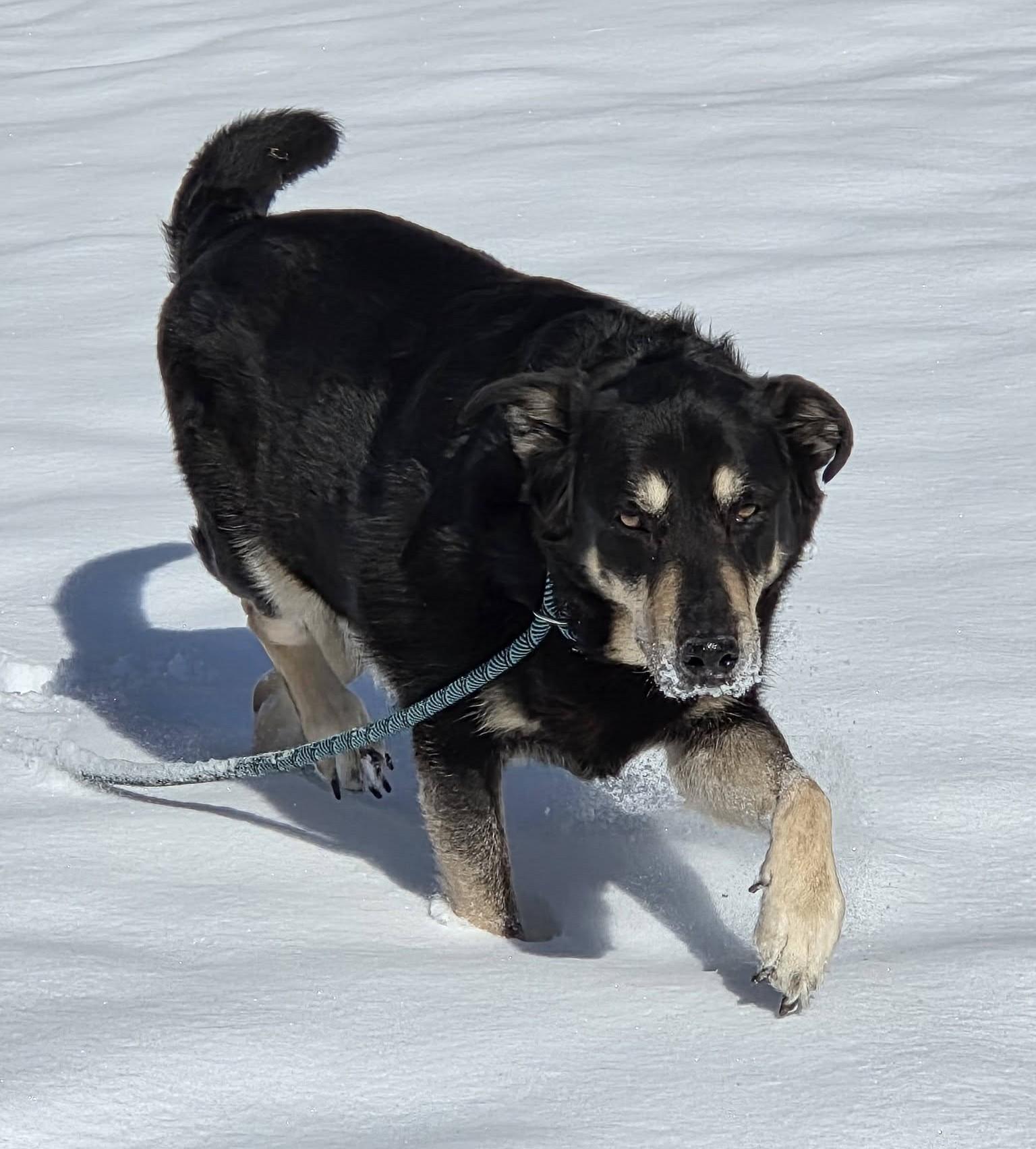 Murphy, a ADOPTABLE German Shepherd Dog in Independence, MO image 3/5