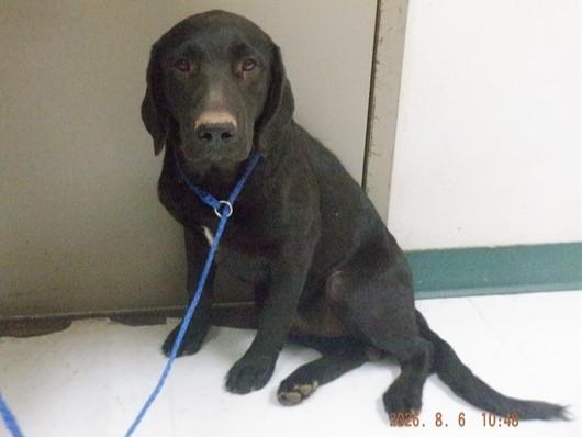 TUCKER, Adoptable, Young Male Labrador Retriever & Mixed Breed.