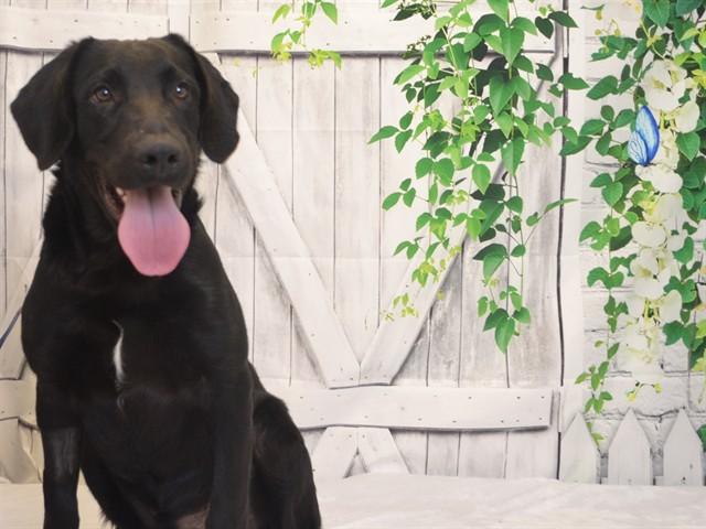 TUCKER, Adoptable, Young Male Labrador Retriever & Mixed Breed.
