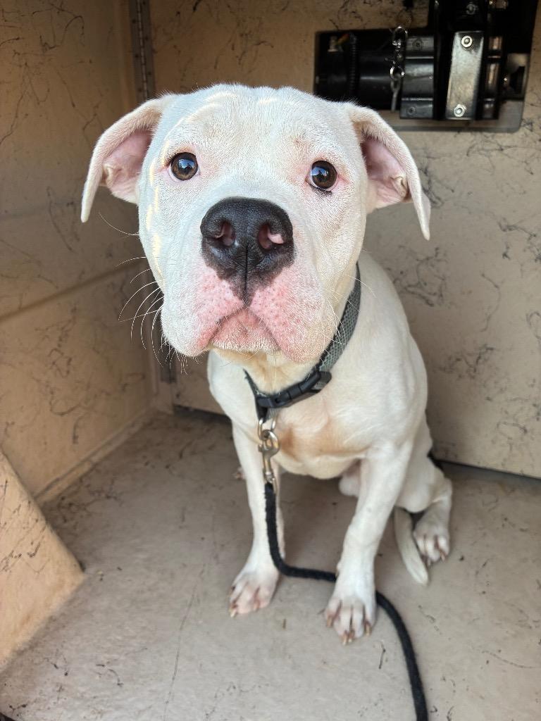 Chuck, Adoptable, Young Male Mixed Breed.