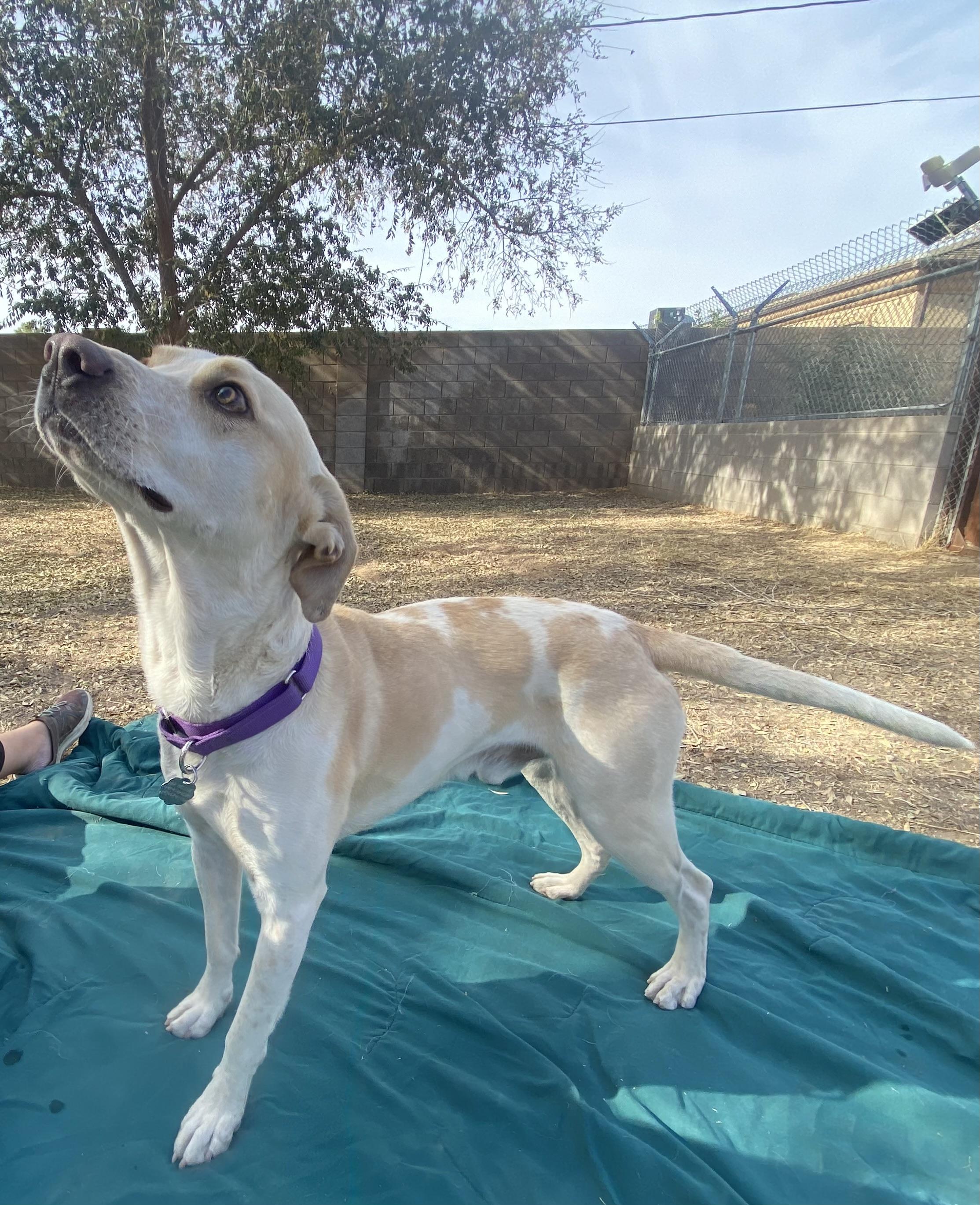 Enlarge Mickey, an adopted mixed breed in Phoenix, AZ image 3/6
