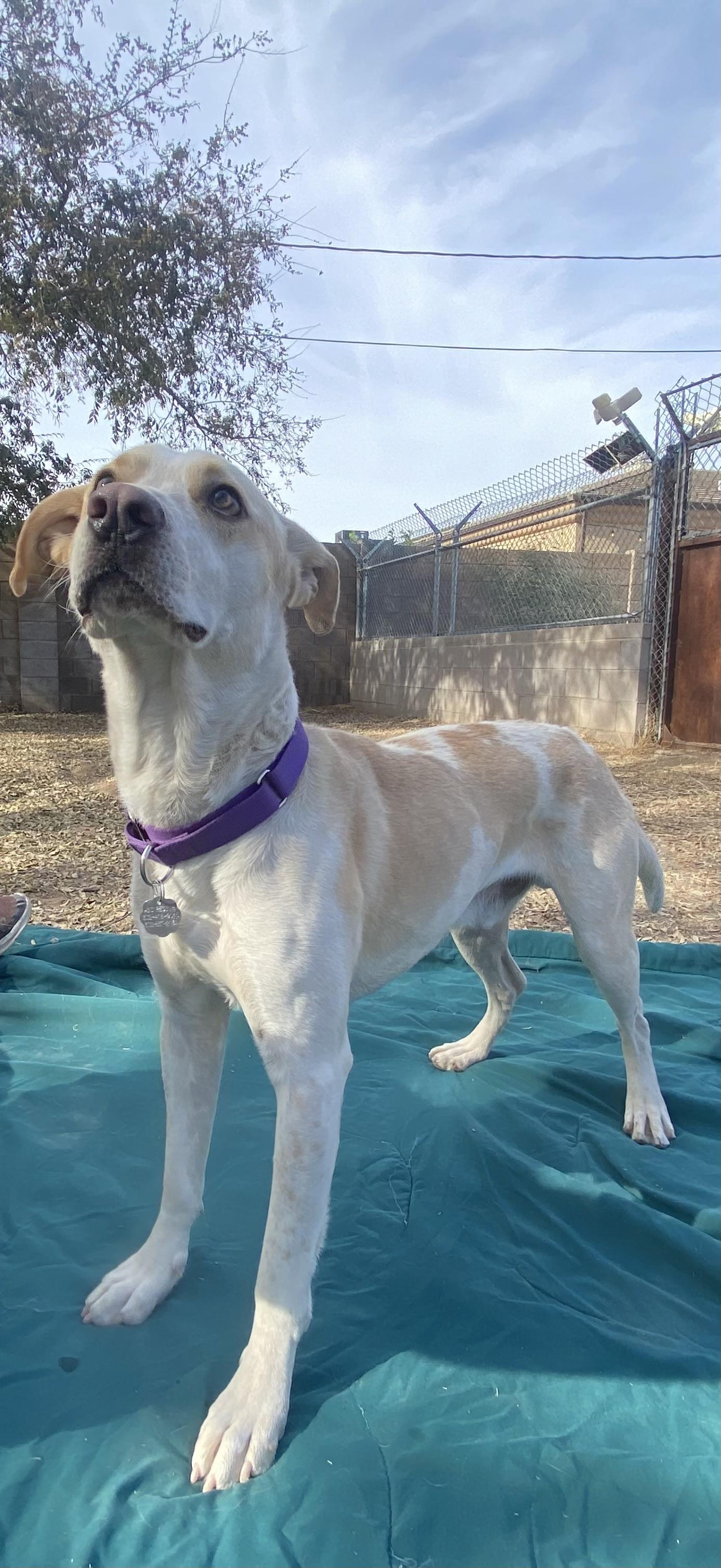 Enlarge Mickey, an adopted mixed breed in Phoenix, AZ image 4/6