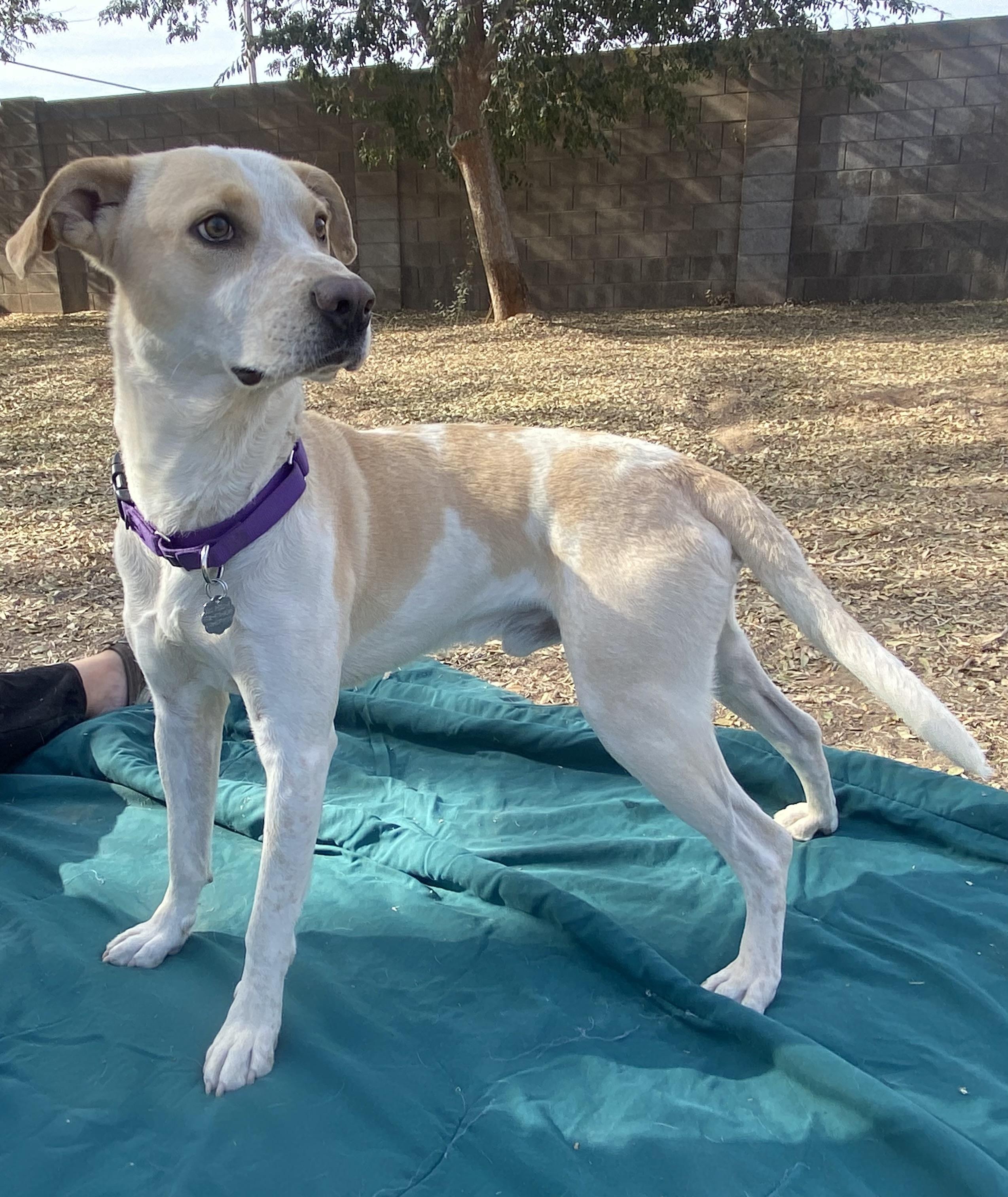 Enlarge Mickey, an adopted mixed breed in Phoenix, AZ image 1/6