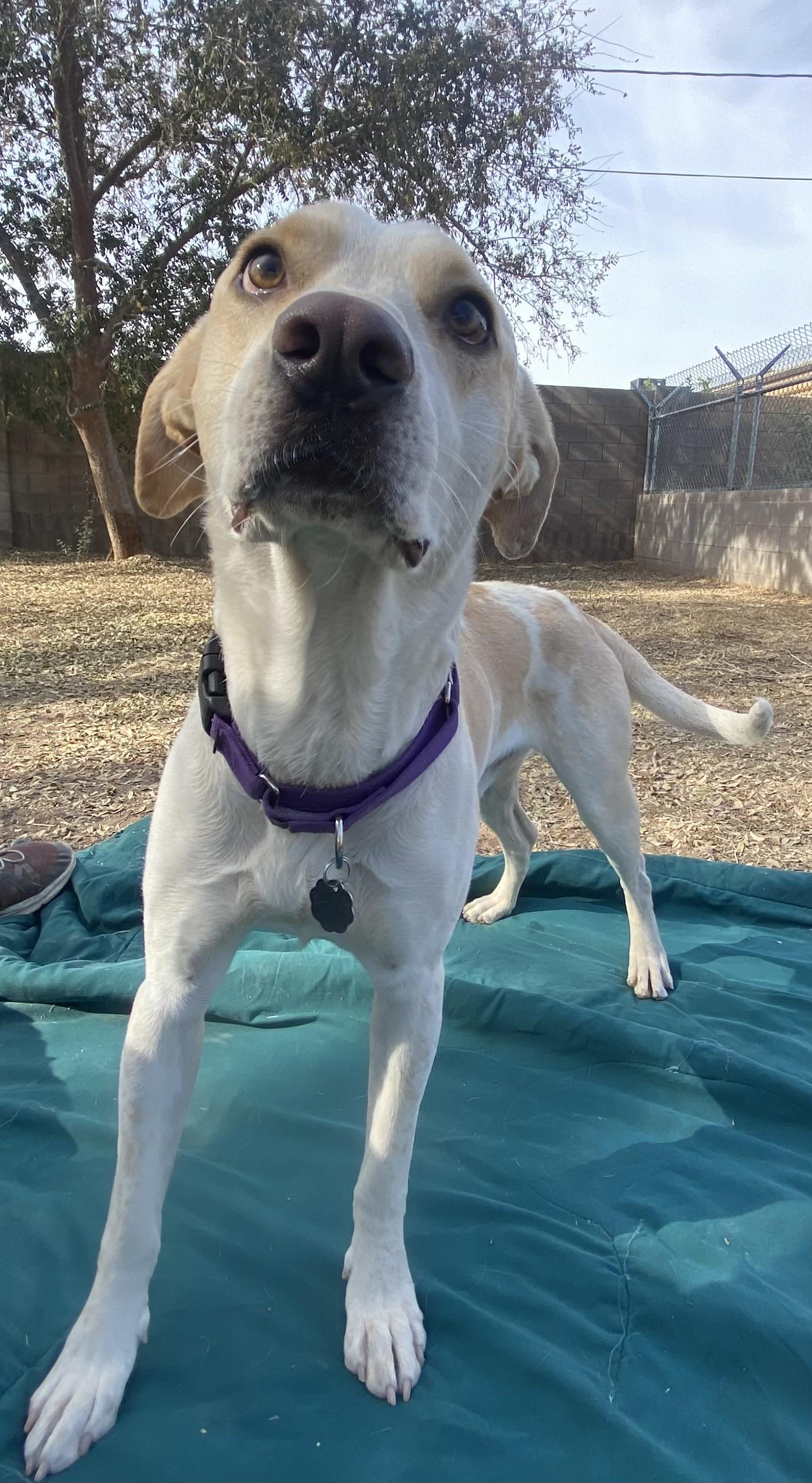 Enlarge Mickey, an adopted mixed breed in Phoenix, AZ image 2/6