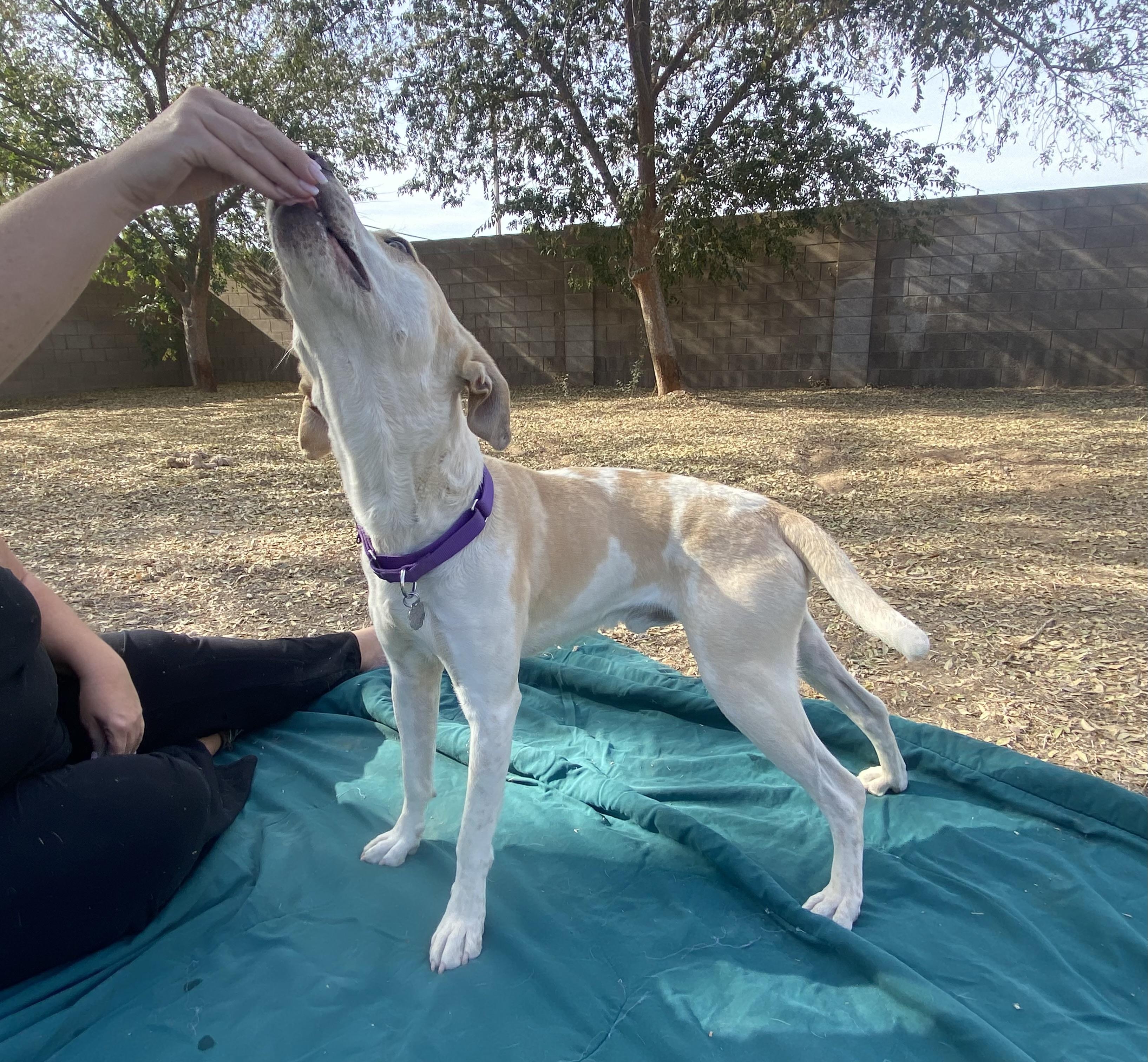 Enlarge Mickey, an adopted mixed breed in Phoenix, AZ image 5/6