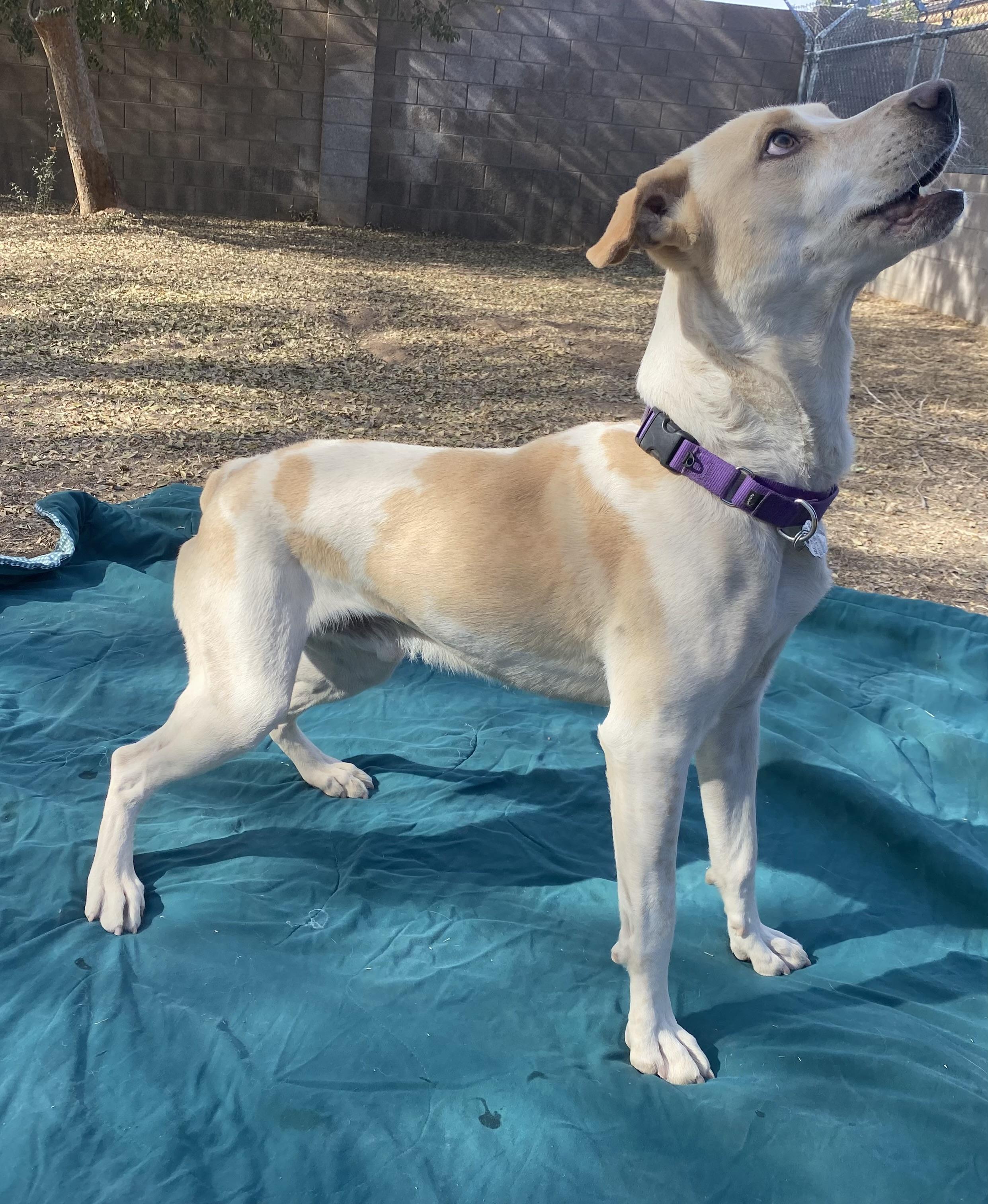 Enlarge Mickey, an adopted mixed breed in Phoenix, AZ image 6/6