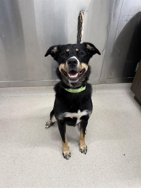 Enlarge SUMMIT, a Adoptable mixed breed in Fairbanks, AK image 1/1