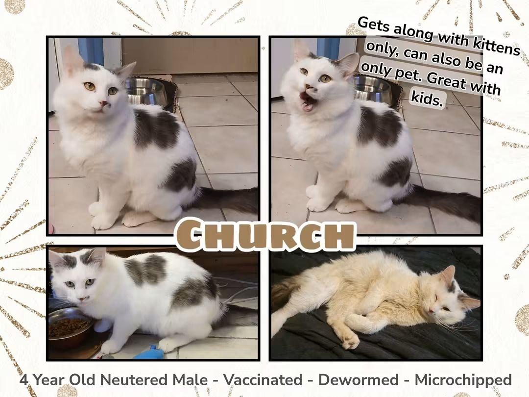 Church, Adoptable, Adult Male Domestic Long Hair.