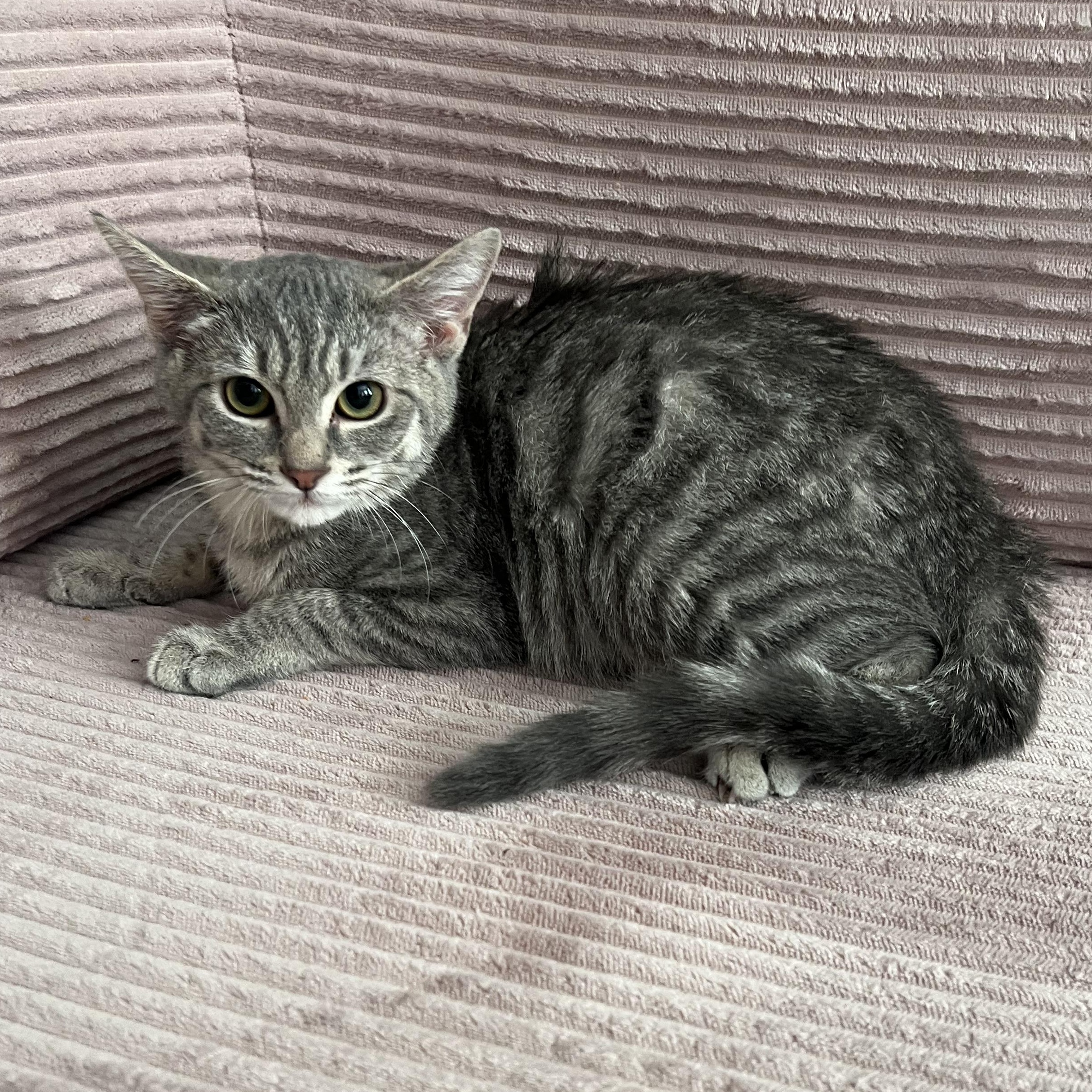 Thyme, a Adoptable American Shorthair in New York, NY image 3/5