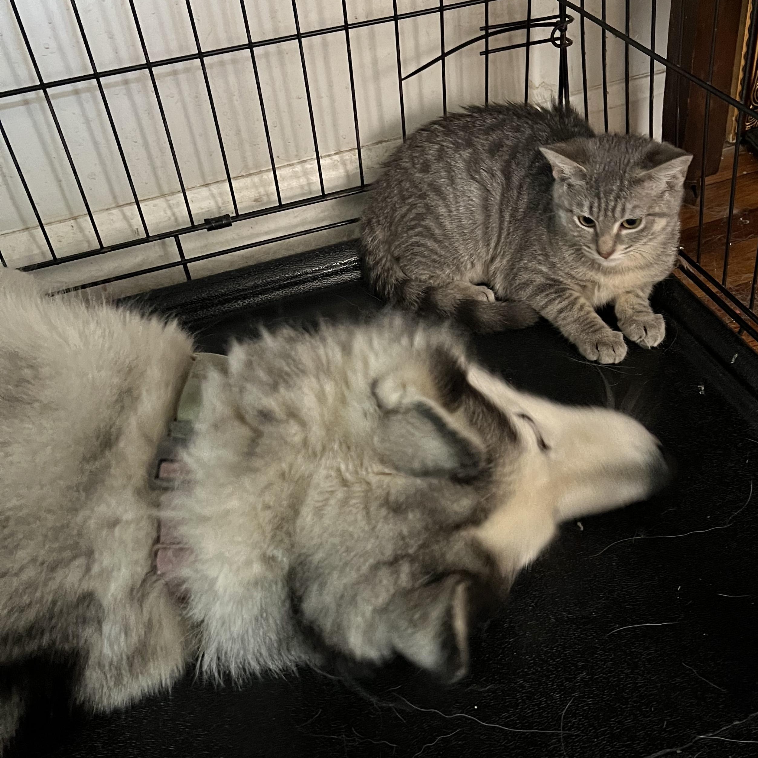 Thyme, a Adoptable American Shorthair in New York, NY image 4/5
