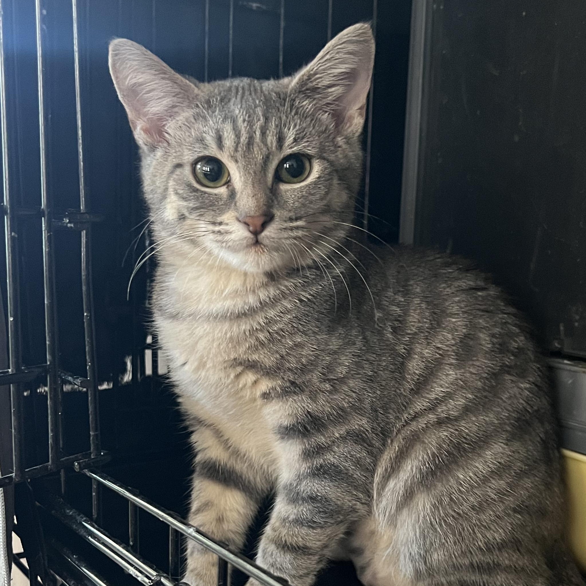 Thyme, Adoptable, Kitten Female American Shorthair.