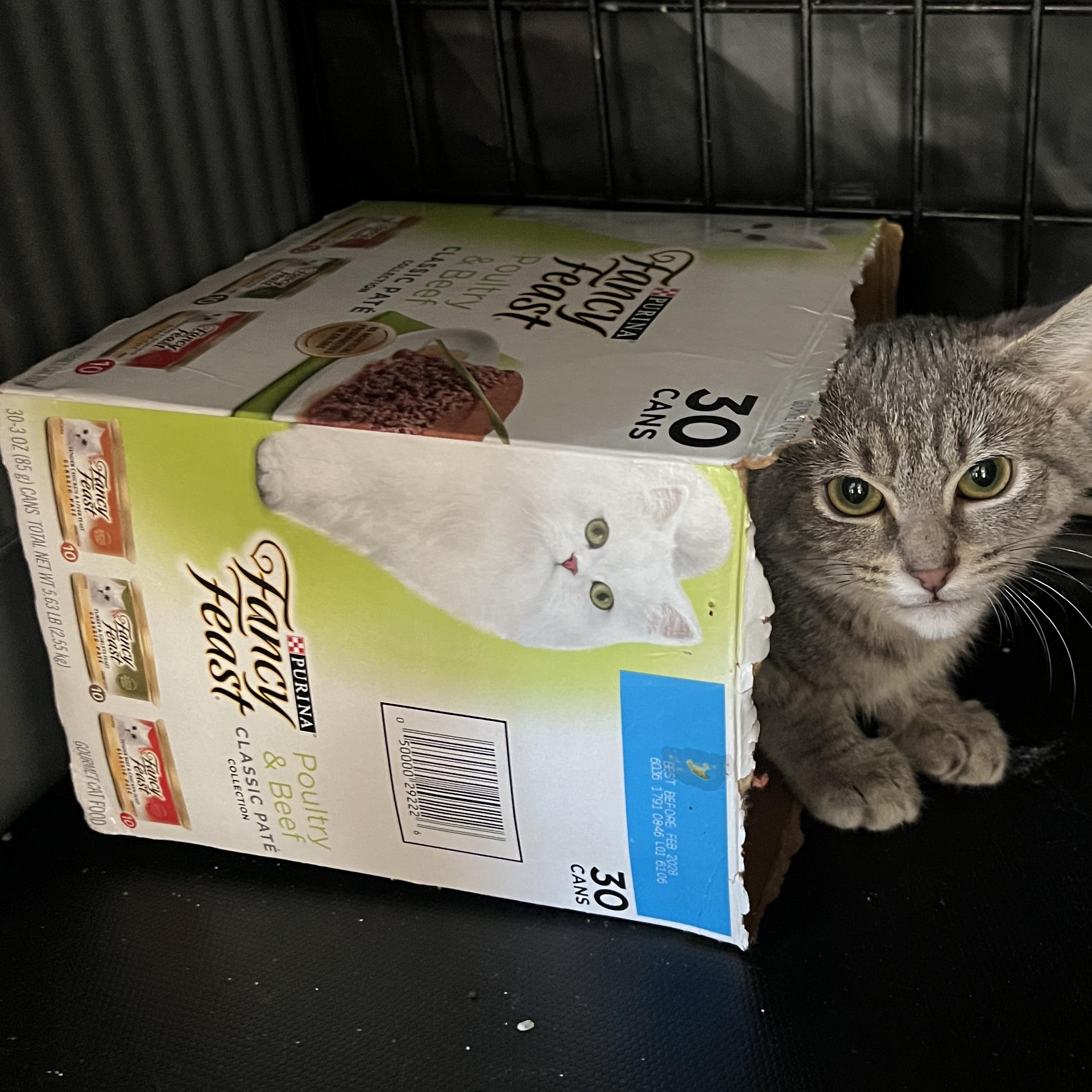 Thyme, a Adoptable American Shorthair in New York, NY image 2/5