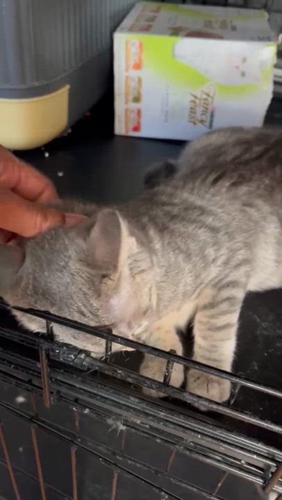 Enlarge Thyme, a Adoptable American Shorthair in New York, NY video 5/5