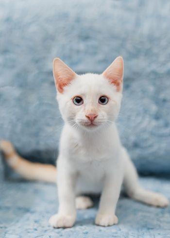 Caspian, a ADOPTABLE mixed breed in Davis, CA image 2/3