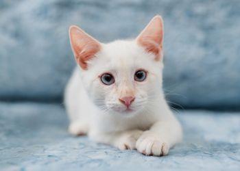 Caspian, ADOPTABLE, Kitten Male Siamese.