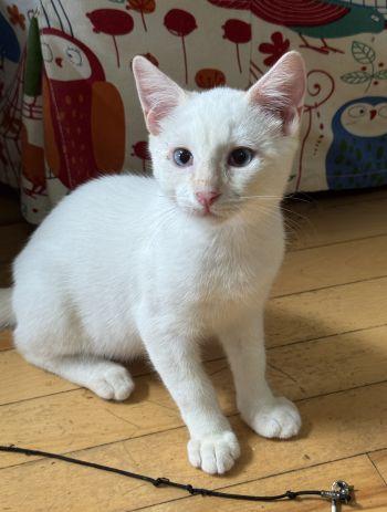 Caspian, a ADOPTABLE mixed breed in Davis, CA image 3/3