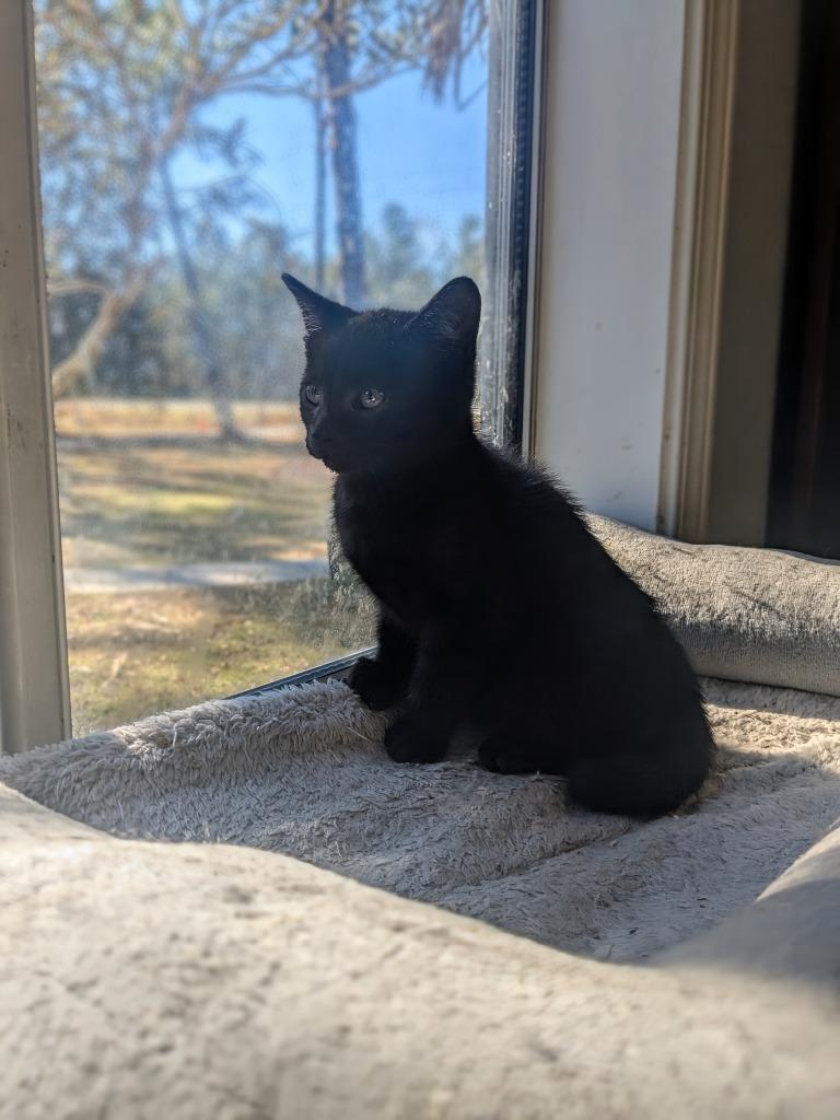 Salsa, a Adopted mixed breed in Hardeeville, SC image 1/2