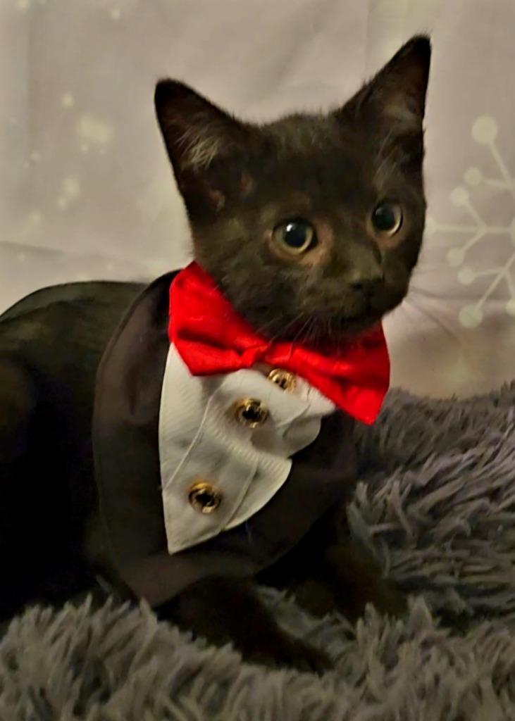 Salsa, a Adopted mixed breed in Hardeeville, SC image 2/2