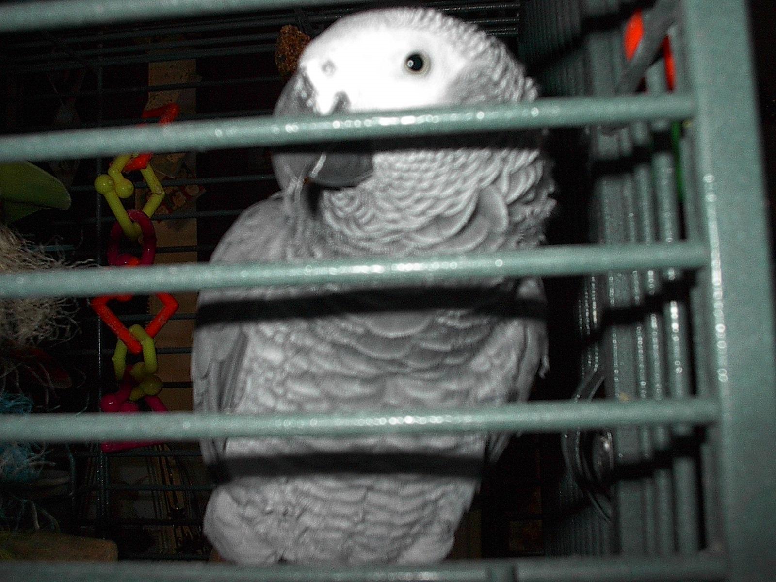 Enlarge Isabelle, an adopted African Grey in Scranton, PA image 1/4