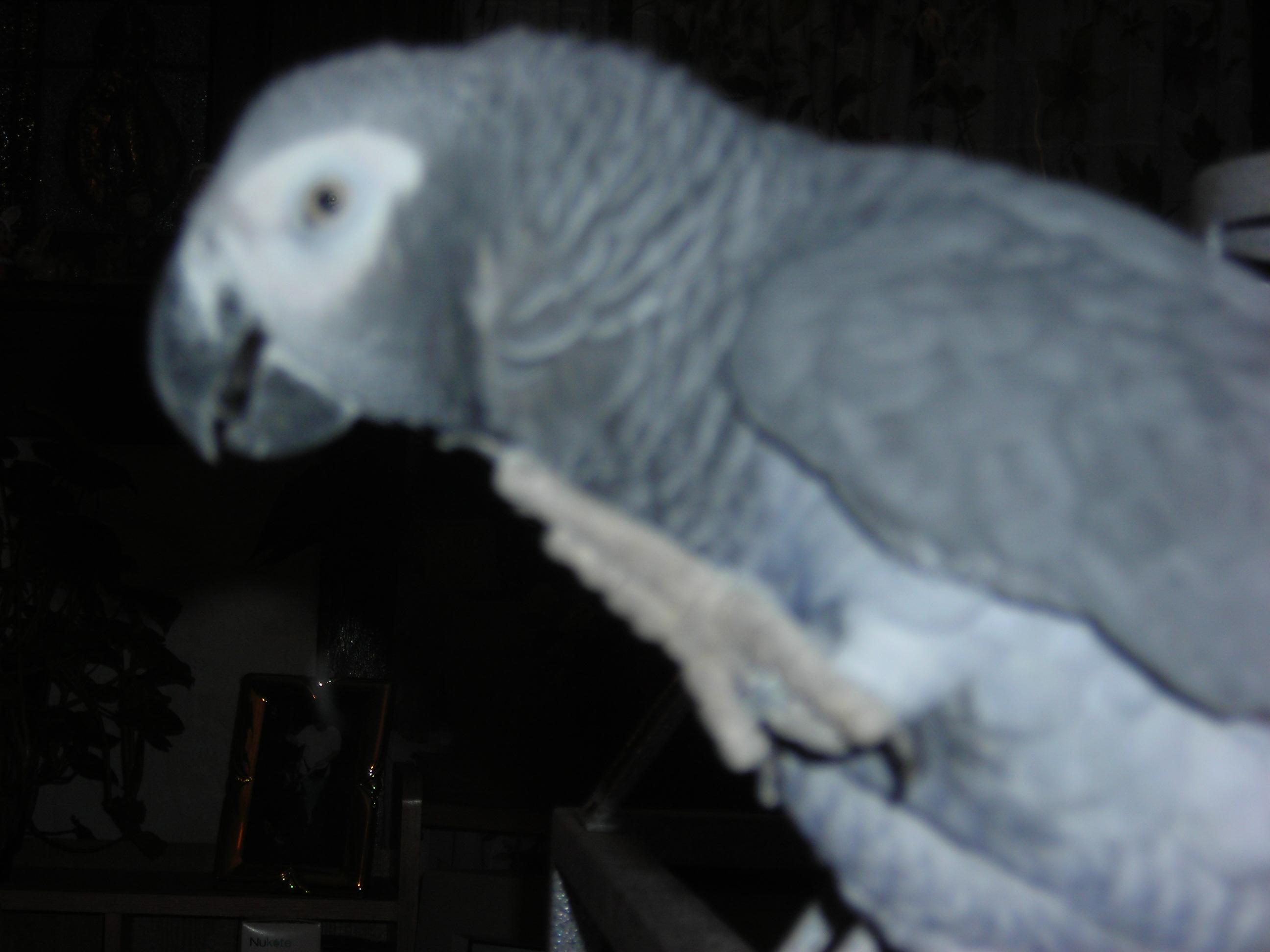 Enlarge Isabelle, an adopted African Grey in Scranton, PA image 2/4