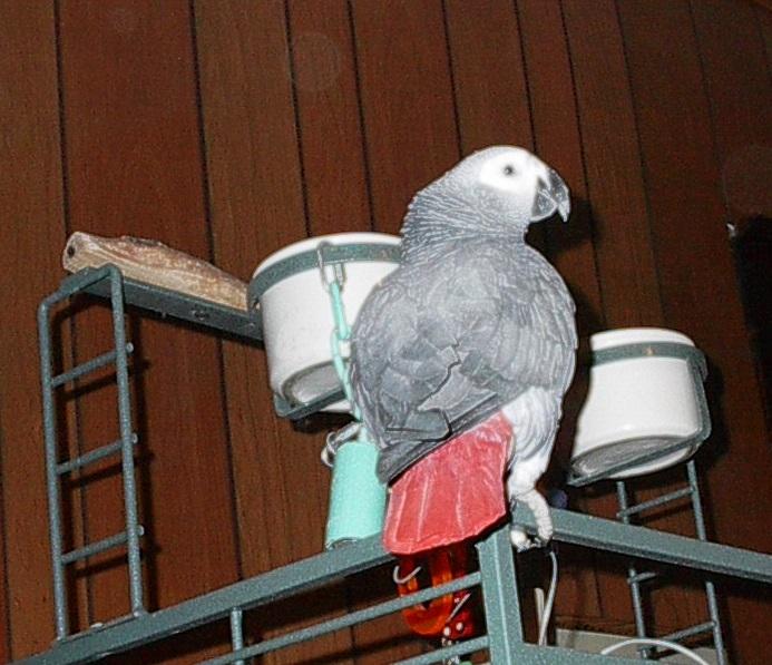 Enlarge Isabelle, an adopted African Grey in Scranton, PA image 3/4