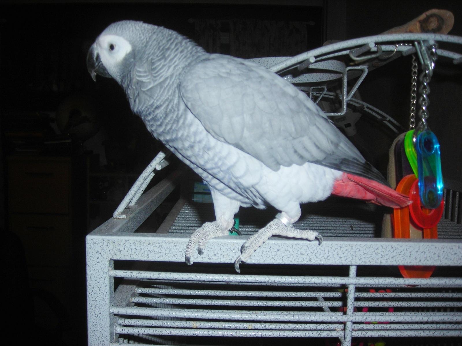 Enlarge Isabelle, an adopted African Grey in Scranton, PA image 4/4