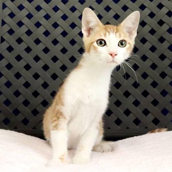 Dreamsicle, Adoptable, Kitten Male Domestic Short Hair.