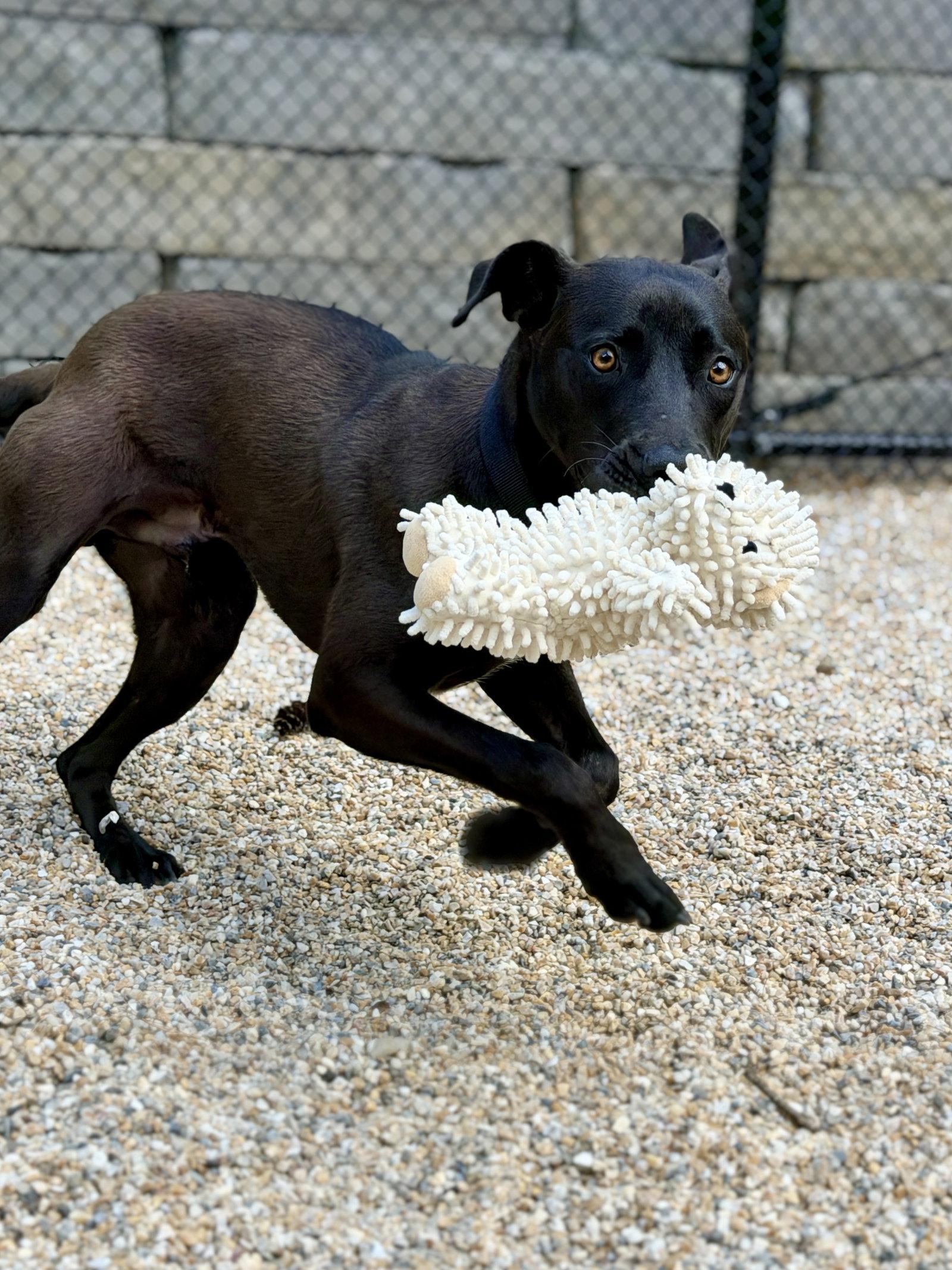 Marsala, a Adoptable Labrador Retriever in West Cornwall, CT image 2/3