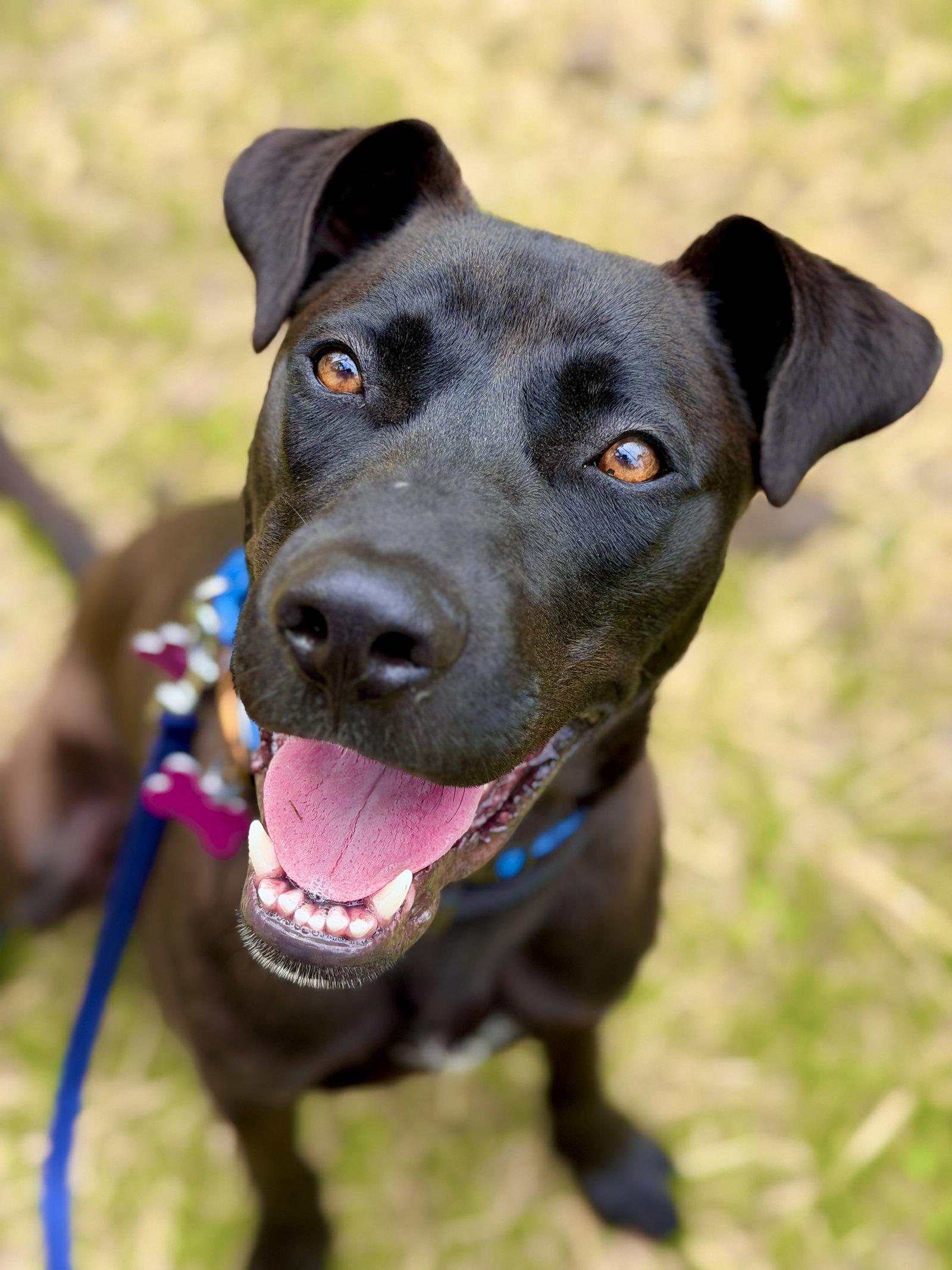 Marsala, a Adoptable Labrador Retriever in West Cornwall, CT image 3/3