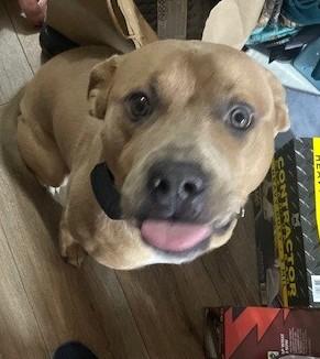 Enlarge Rocket Adorable  American Bully Great with Kids, Cats and Dogs, a Adoptable mixed breed in Richmond, VA image 1/3
