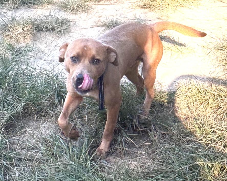 Enlarge Rocket Adorable  American Bully Great with Kids, Cats and Dogs, a Adoptable mixed breed in Richmond, VA image 2/3