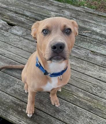 Enlarge Rocket Adorable  American Bully Great with Kids, Cats and Dogs, a Adoptable mixed breed in Richmond, VA image 3/3