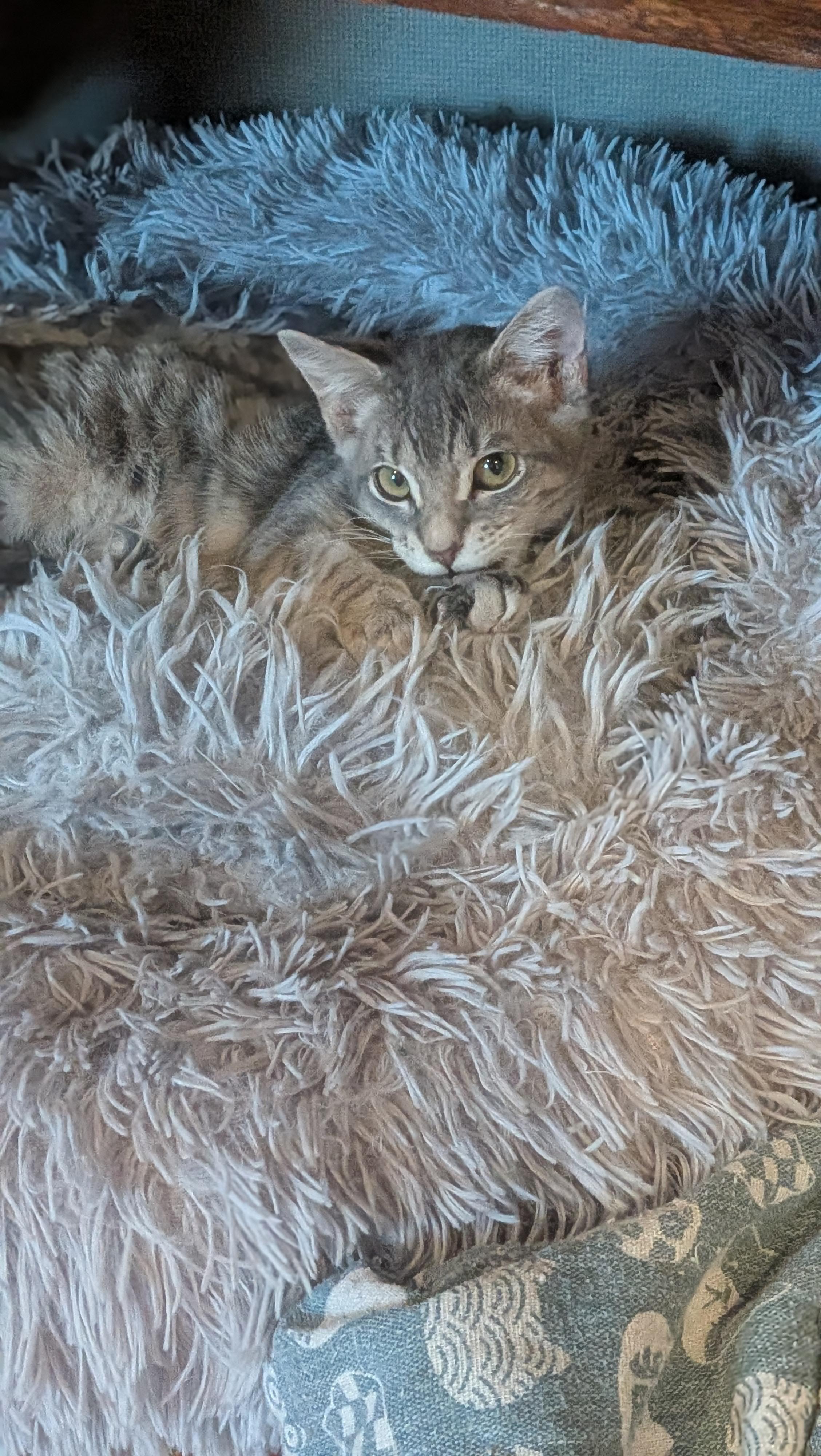 Zane Gray, adopted, Kitten Male Domestic Short Hair.