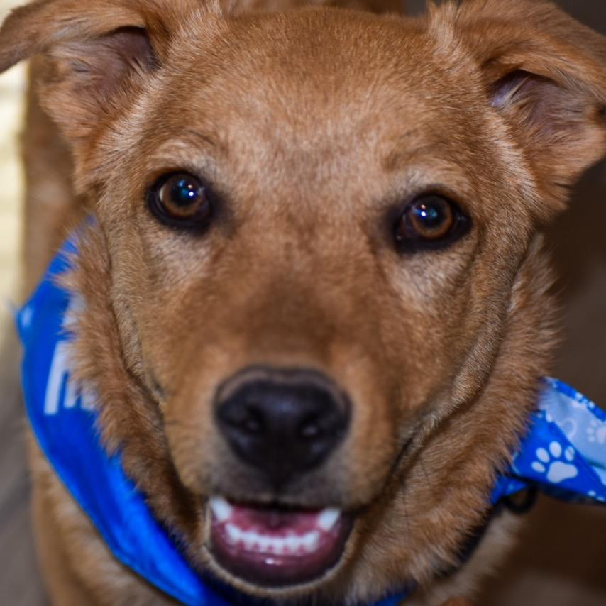 Ham, Adoptable, Young Male Shepherd.