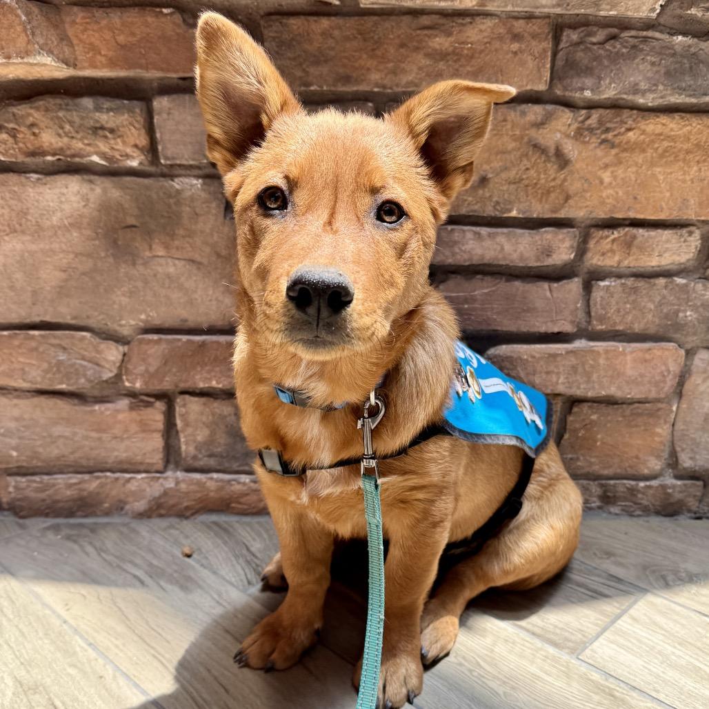 Ham, Adoptable, Puppy Male Shepherd.